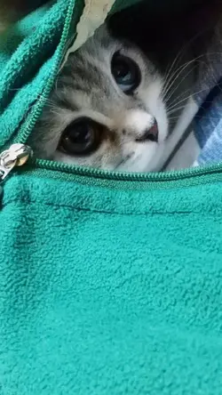 ベストショット