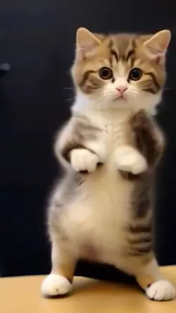 Funny cat dancing 