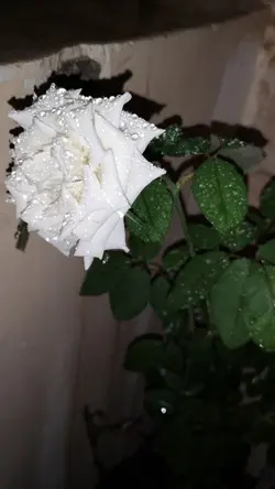 CINTA ITU BUTA