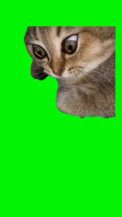 Funny cat greenscree