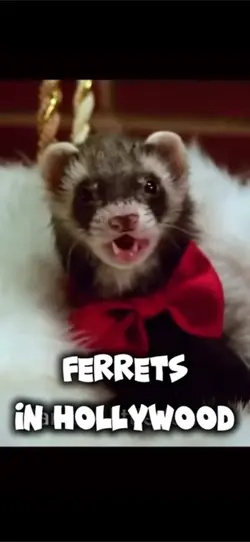 Ferrets in Hollywood