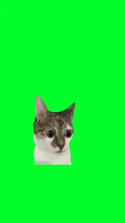 Cat Shocked