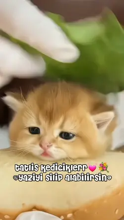 kedii