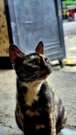kucing4k