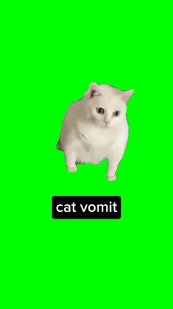 cat vomit