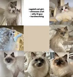 ragdoll cat girl