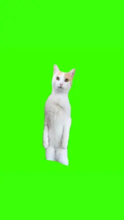 kucing berdiri viral