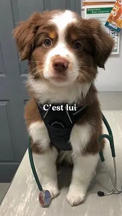 Plus beau au monde