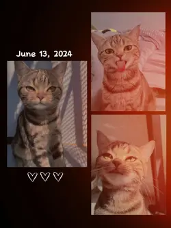 3 photos 