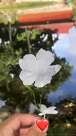 🌸🥀