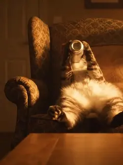 cat