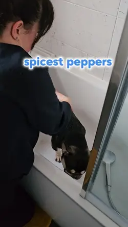 Bubbles - Dog