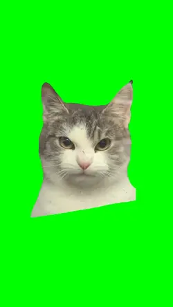 ANGRY CAT