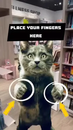 Spin with cat