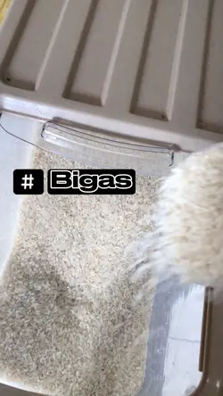 Bigas