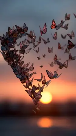 Love Butterfly 30