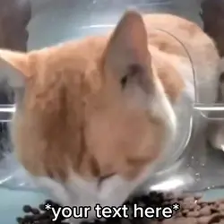 Mr. Fresh Cat.
