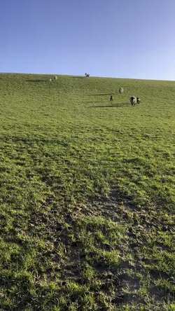 Sheep 