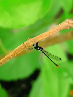 ফড়িং 
