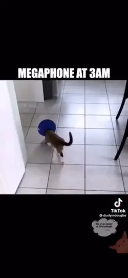 Cat memes pt.3