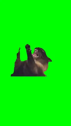 Screaming Cat Meme