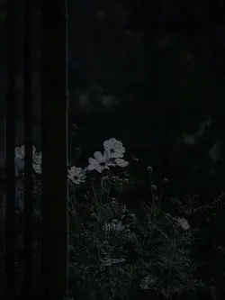 Wildflower 