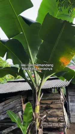 SAD