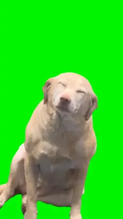 Cute dog meme 