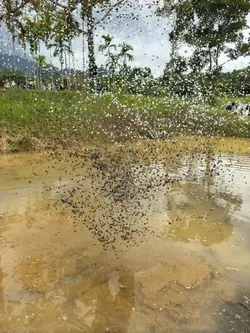  anomali agrotek