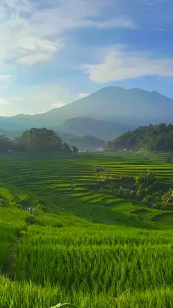  suasana pesawahan 