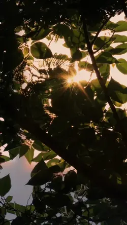 Cinematic Nature