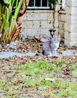 Cat flying 