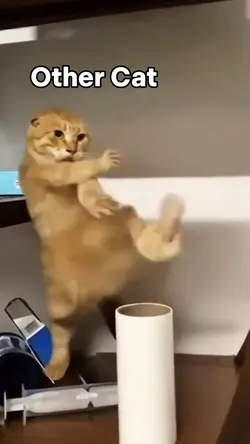 other Cat vs my cat