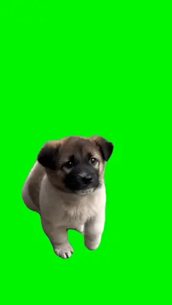 Excited Puppy