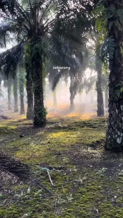 petani sawit 