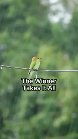 TheWinnerTakesItAll