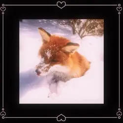 Fox <3 / therian