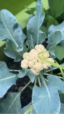 Berkebun 