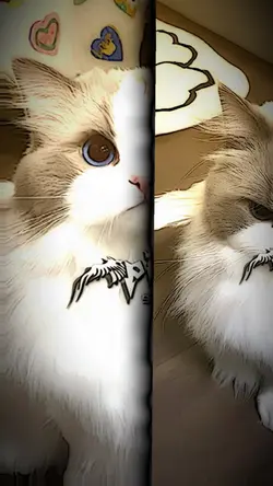 JJ template