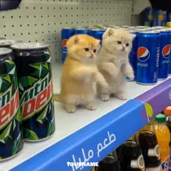 CAT EDIT XD