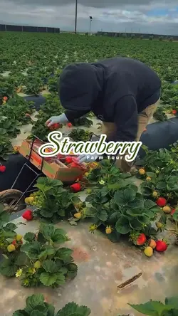 Strawberry Farm