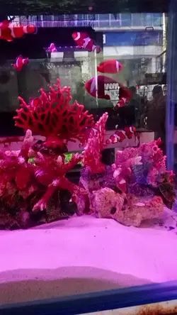 aquarium 