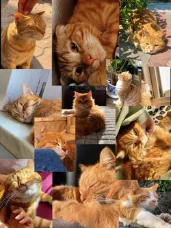 CUTE CAT