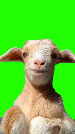 kambing ¹⁹