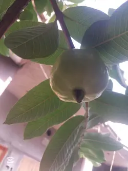 الحمدللہ