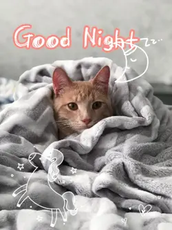 good night