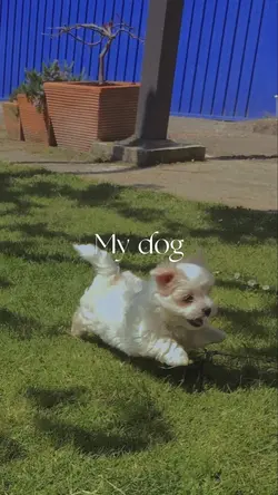 My dog