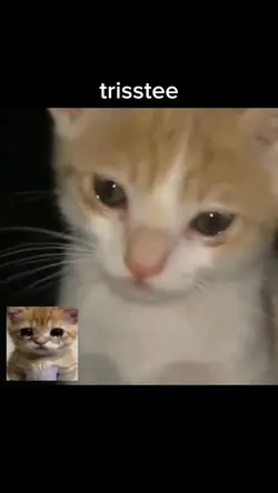 gatito triste