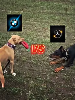 TEMPLATE "VS"