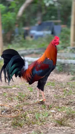 Flex 